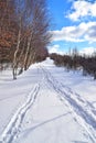 Winter nature Snow tracks