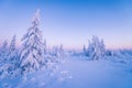 Winter nature landscape. Frosty trees. Winter evening sunset. Amazing plants covered by snow.