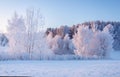 Winter nature landscape. Frosty trees on snowy meadow in morning. Xmas background Royalty Free Stock Photo