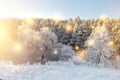 Winter nature landscape with glowing magic lights. Shining snowflakes fall on snowy trees in morning sunlight. Christmas Royalty Free Stock Photo