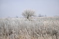 Winter. A lone tree and dry grass in the field are covered with frost. Royalty Free Stock Photo