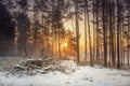 Winter nature landscape of snowy forest in warm sunlight. Vivid frosty forest in morning. Royalty Free Stock Photo