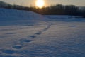 Winter nature landscape tree birch wood. Footprint human in the snow.