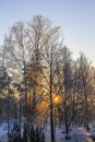Winter nature in park. Snow covered trees in sunlight Royalty Free Stock Photo