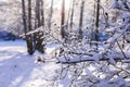 Winter nature in park. Snow covered trees in sunlight Royalty Free Stock Photo