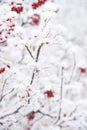 Winter, nature, plant, snowfall, frost Royalty Free Stock Photo