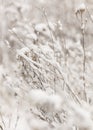 Winter nature print with close up of light beige dried grass with snow in the background. Reeds in beige with selective focus and