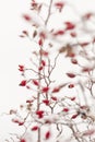 Winter nature print close up with red rose hips with snow. Shrub with selective focus and blurred background. Royalty Free Stock Photo