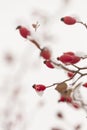 Winter nature print close up with red rose hips with snow. Shrub with selective focus and blurred background. Royalty Free Stock Photo