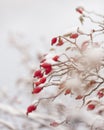 Winter nature print close up with red rose hips with snow. Shrub with selective focus and blurred background. Royalty Free Stock Photo