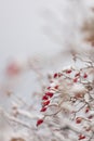 Winter nature print close up with red rose hips with snow. Shrub with selective focus and blurred background. Royalty Free Stock Photo