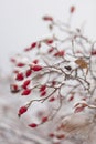 Winter nature print close up with red rose hips with snow. Shrub with selective focus and blurred background. Royalty Free Stock Photo