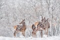 Winter nature. Red deer, Cervus elaphus, big animal in the wildlife forest habitat. Deer doe in the snow oak trees mountain, Royalty Free Stock Photo