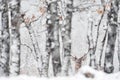 Winter nature. Red deer, Cervus elaphus, big animal in the wildlife forest habitat. Deer in the oak trees mountain, Studen