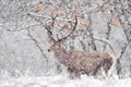 Winter nature. Red deer, Cervus elaphus, big animal in the wildlife forest habitat. Deer in the oak trees mountain, Studen