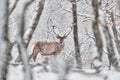 Winter nature. Red deer, Cervus elaphus, big animal in the wildlife forest habitat. Deer in the oak trees mountain, Studen