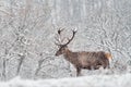 Winter nature. Red deer, Cervus elaphus, big animal in the wildlife forest habitat. Deer in the oak trees mountain, Studen