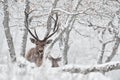 Winter nature. Red deer, Cervus elaphus, big animal in the wildlife forest habitat. Deer in the oak trees mountain, Studen