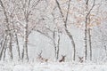 Winter nature. Red deer, Cervus elaphus, big animal in the wildlife forest habitat. Deer in the oak trees mountain, Studen