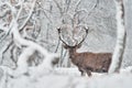 Winter nature. Red deer, Cervus elaphus, big animal in the wildlife forest habitat. Deer in the oak trees mountain, Studen