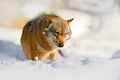 Winter nature scene with wolf. Gray wolf, Canis lupus, lying in the white during winter. Wildlife in Europe. Sunny day with snow.