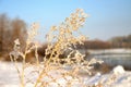 Winter nature Siberia Royalty Free Stock Photo