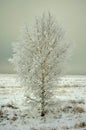 Winter nature Siberia