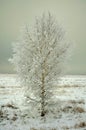 Winter nature Siberia Royalty Free Stock Photo