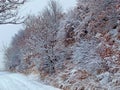 Winter nature. Snow-covered tree branches, the road is covered with a soft layer of white snow. Silence, peace