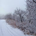 Winter nature. Snow-covered tree branches, the road is covered with a soft layer of white snow. Silence, peace.