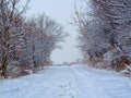 Winter nature. Snow-covered tree branches, the road is covered with a soft layer of white snow. Silence, peace.