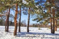 Winter nature on sunny clear day. Snowy pine trees in forest. Blue sky on winter day. Frosty beautiful nature