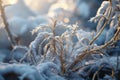 Winter nature uniquely beautiful, trees fading shining hoarfrost glistening snow, magical experience. Winter landscapes