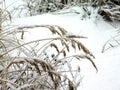 white snow lying on beautiful dry grass stems Royalty Free Stock Photo