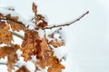 Yellow dead dry leaves of old Oak tree Plantae Quercus covered with snow in the winter season background image selective focus Royalty Free Stock Photo