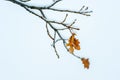 Yellow dead dry leaves of old Oak tree Plantae Quercus covered with snow in the winter season background image selective focus Royalty Free Stock Photo