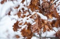 Yellow dead dry leaves of old Oak tree Plantae Quercus covered with snow in the winter season background image selective focus