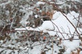 Winter near Mavrovo lake in Macedonian republic, rosehip red berries