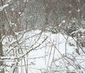 Winter near Mavrovo lake in Macedonian republic, rosehip red berries