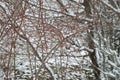 Winter near Mavrovo lake in Macedonian republic, rosehip red berries