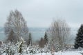 Winter near Mavrovo lake in Macedonian republic, rosehip red berries