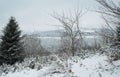 Winter near Mavrovo lake in Macedonian republic, rosehip red berries