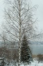 Winter near Mavrovo lake in Macedonian republic, rosehip red berries