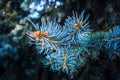 Winter needles ate in hoarfrost.