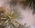 in winter, needles on the branches of spruce in the snow