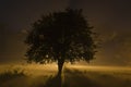 foggy Winter night with street lamp behind the tree Royalty Free Stock Photo