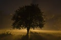 foggy Winter night with street lamp behind the tree