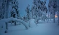 Winter Night in frozen forest after snow blizzard Royalty Free Stock Photo