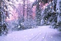 Winter night landscape with sunset in the forest Royalty Free Stock Photo