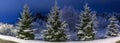 Winter night panoramic landscape. Christmas trees covered with snow. Fairy-tale snow and festive mood. Panorama Royalty Free Stock Photo